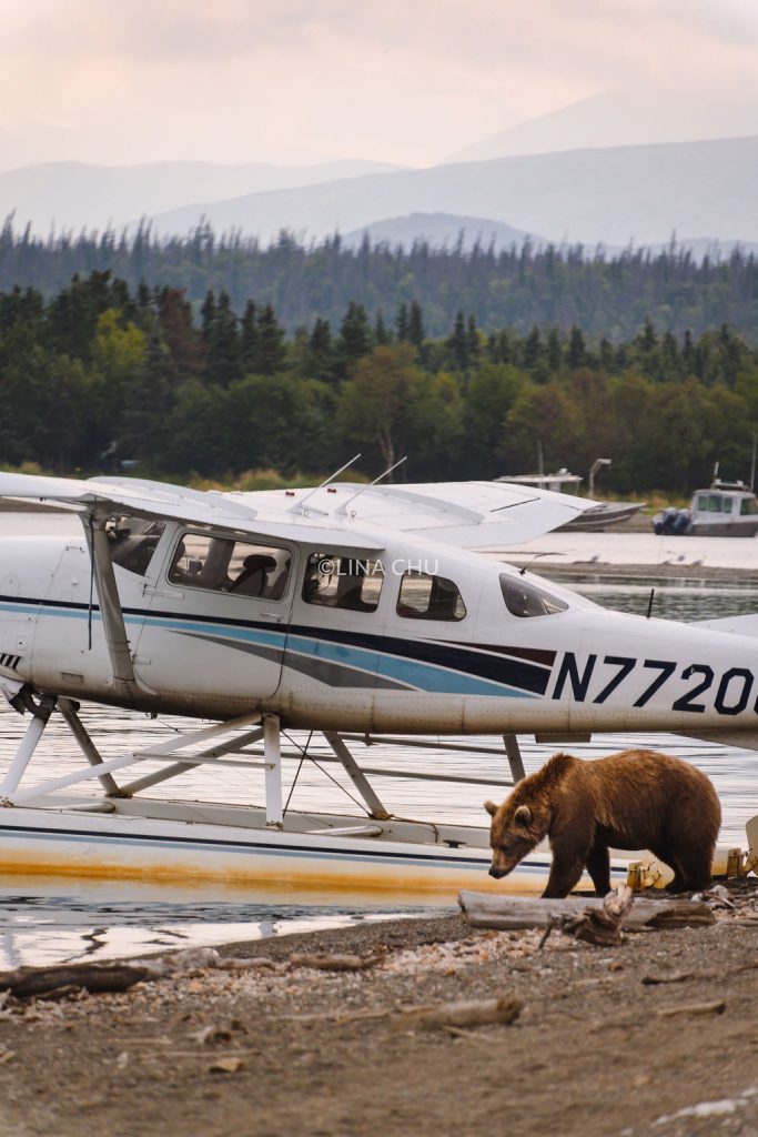 Аляска. Путівник у край ведмедів і безмежної криги від фотографа Lina Chu